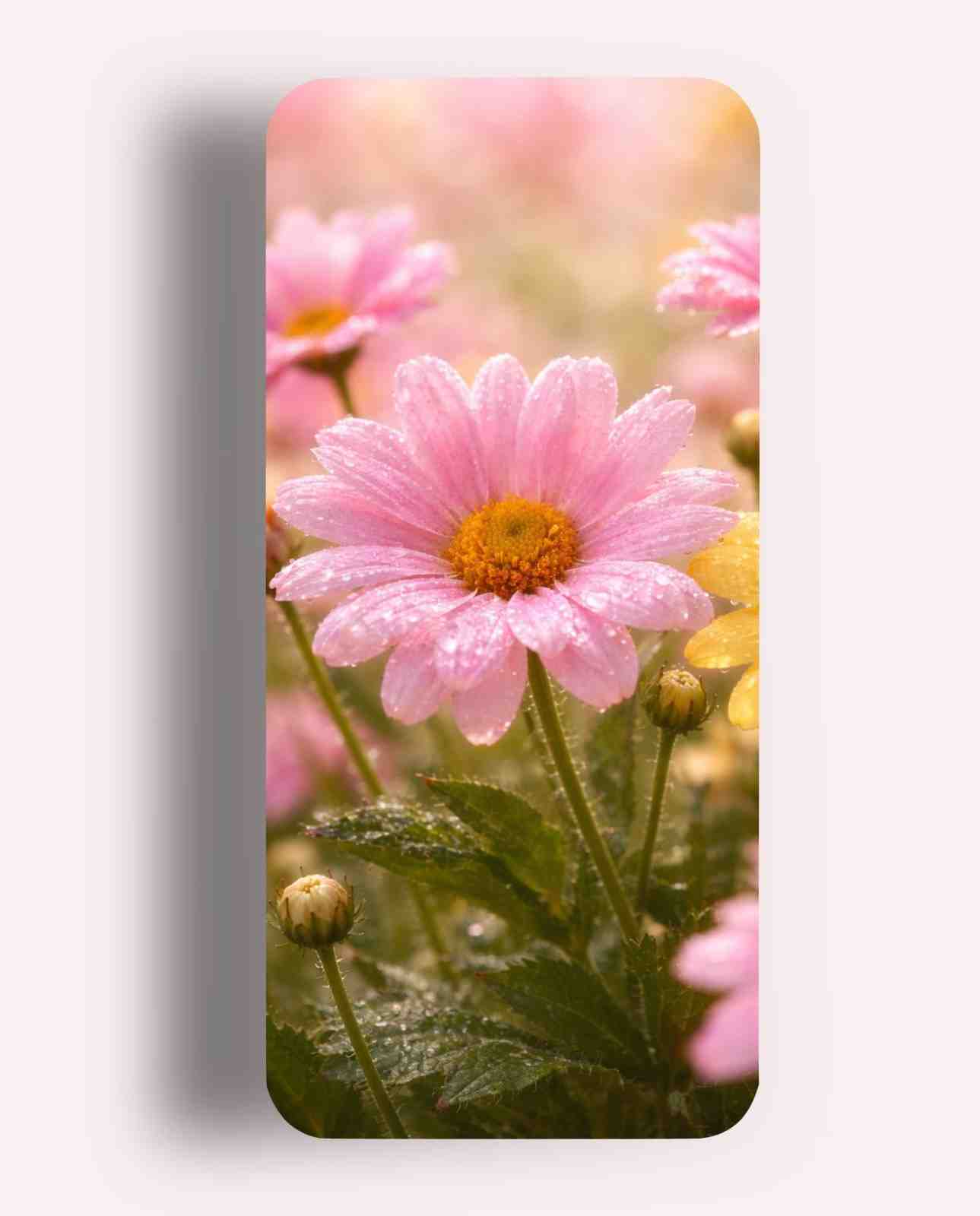 Wallpaper preview